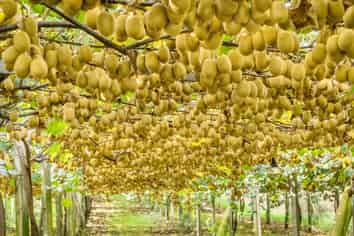 199 Ongare Point Road, Katikati