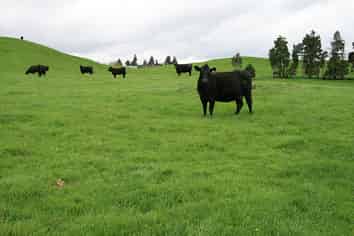 59 Tawhiwhi Road, Matau