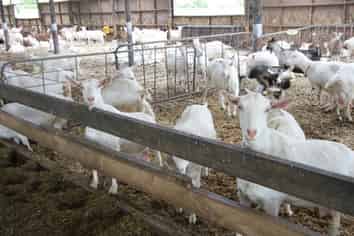 1411 Junction Road, Inglewood