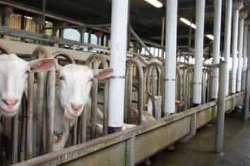 1411 Junction Road, Inglewood