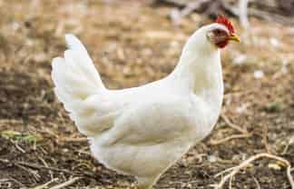 71 Douglas Road, Waiuku