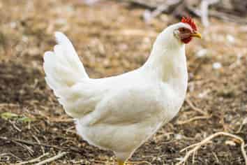 56 Furniss Road, Waiuku