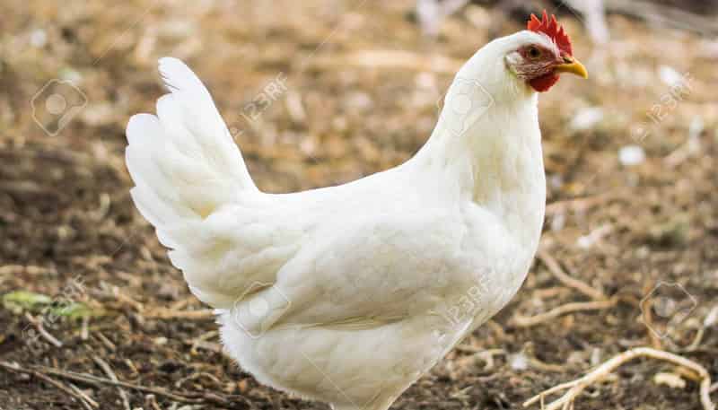 56 Furniss Road, Waiuku