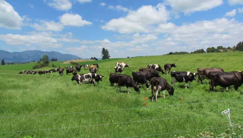 2230 Pokairoa Road, Galatea