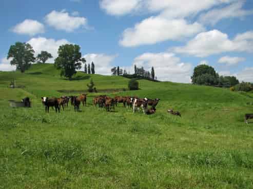  Tapapa West Road, Tirau