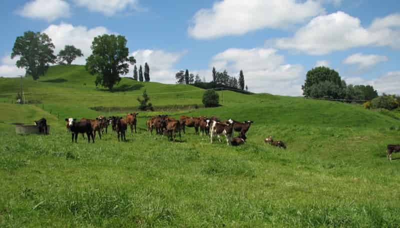  Tapapa West Road, Tirau