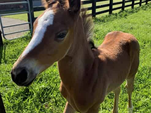 312 Corbett Road, Bell Block