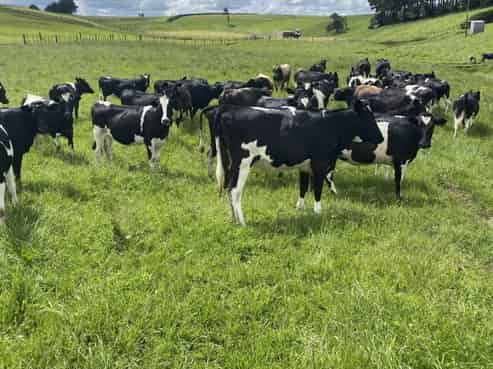 370 Boylan Road, Normanby