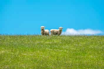 Lot 1 - 52 Woodcocks Road, Warkworth