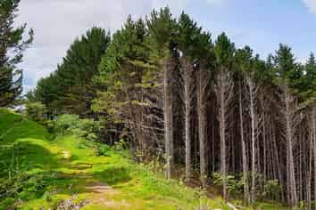 Lot 13/593 Bickerstaffe Road, Maungaturoto