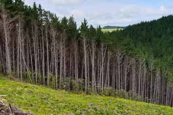 Lot 13/593 Bickerstaffe Road, Maungaturoto