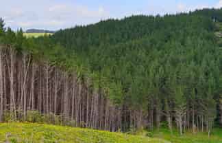 Lot 13/593 Bickerstaffe Road, Maungaturoto