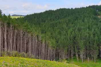 Lot 13/593 Bickerstaffe Road, Maungaturoto