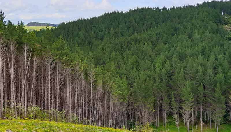 Lot 13/593 Bickerstaffe Road, Maungaturoto