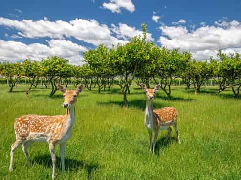 18 St Leonards Road, Springlands