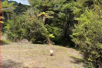 5 Silverstream Falls, Tairua