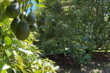 226 Wright Road, Katikati