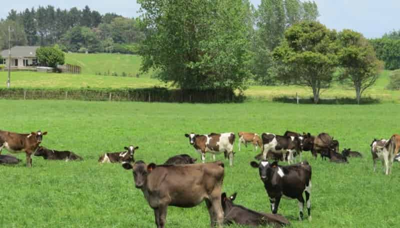 440 Waiuku Road, Pukekohe