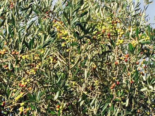 22 Lethbridge Road, Otaki