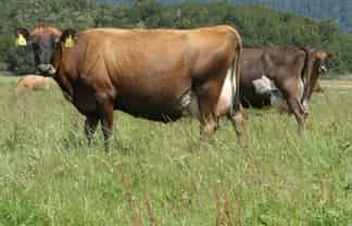 2221/2187 Haupiri Road, Haupiri, Greymouth