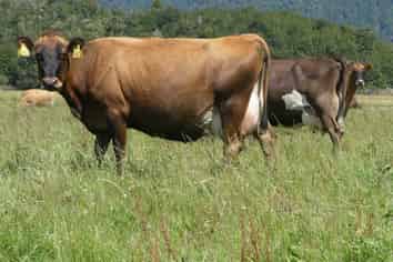 2221/2187 Haupiri Road, Haupiri, Greymouth