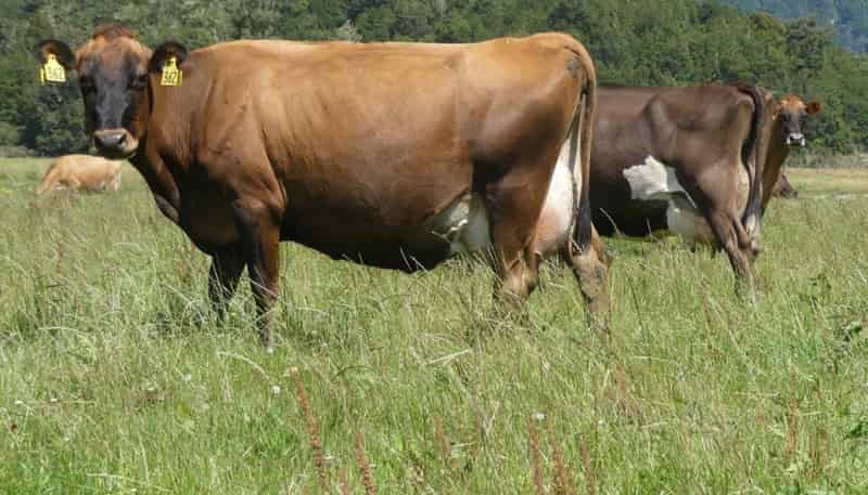 2221/2187 Haupiri Road, Haupiri, Greymouth