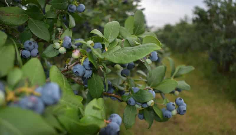 242a Omaha Flats Road, Omaha