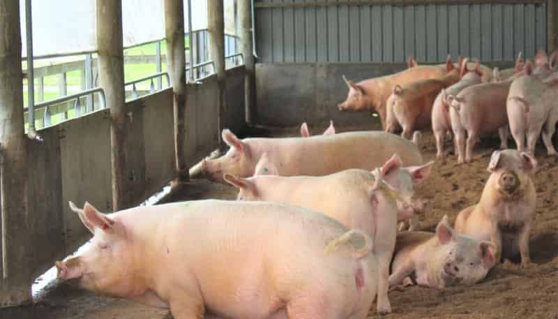 3591 State Highway 2, Takapau