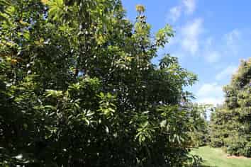 501 Paparore Road, Kaitaia