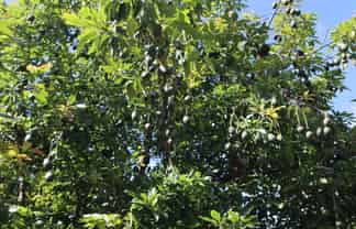 501 Paparore Road, Kaitaia