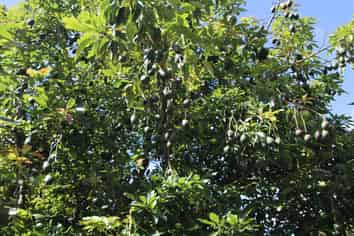 501 Paparore Road, Kaitaia