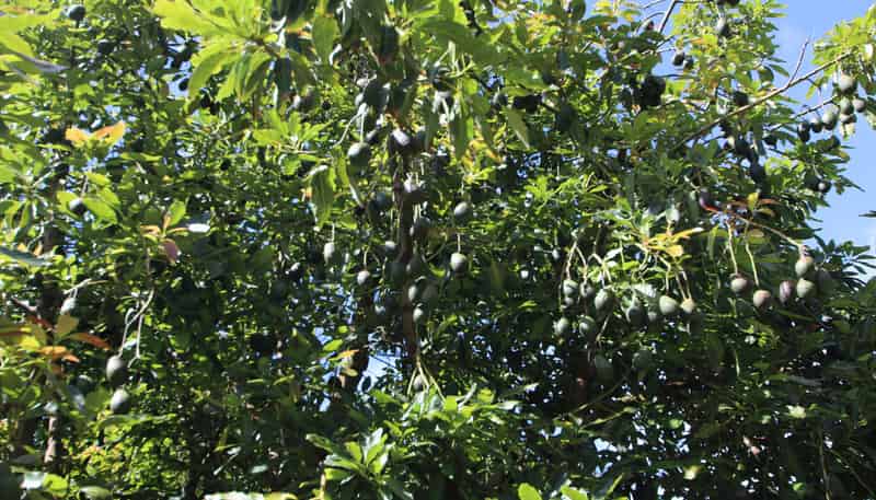 501 Paparore Road, Kaitaia