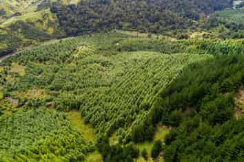  Motukawa Forest, Tarata
