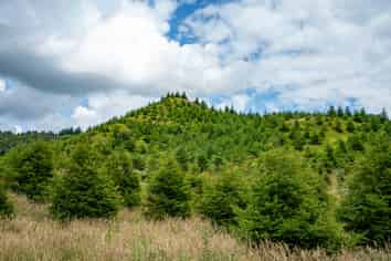 Motukawa Forest, Tarata