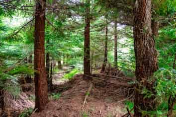  Motukawa Forest, Tarata