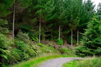  Motukawa Forest, Tarata