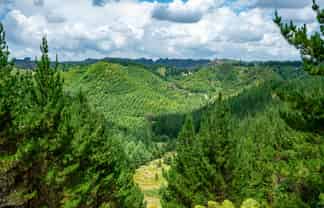  Motukawa Forest, Tarata