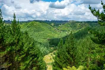  Motukawa Forest, Tarata