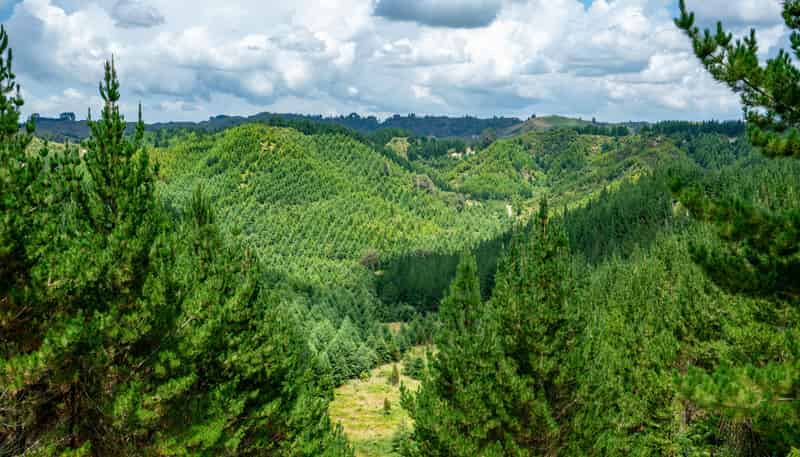  Motukawa Forest, Tarata