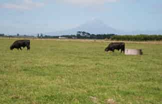 542 Main North Road, Motunui