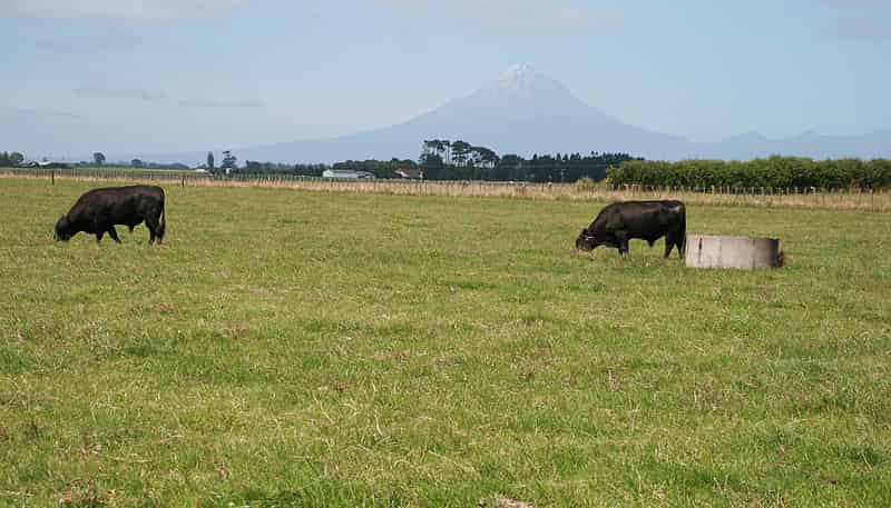 542 Main North Road, Motunui