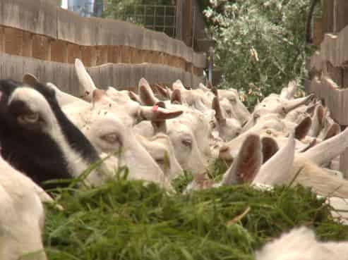 859 Russell Road, Hikurangi