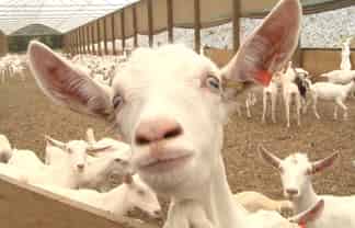 859 Russell Road, Hikurangi