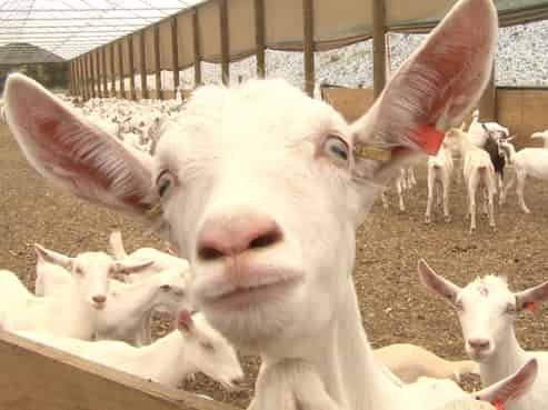 859 Russell Road, Hikurangi