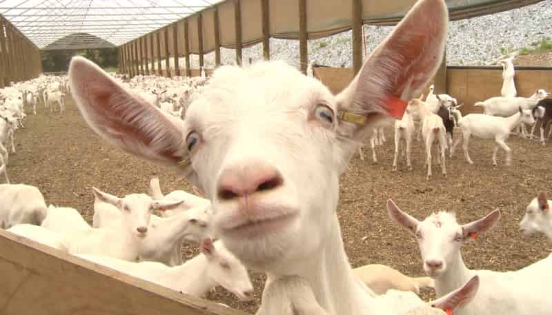 859 Russell Road, Hikurangi