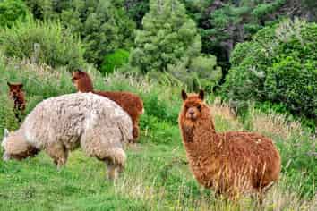 90-128 Makara Road, Inglewood