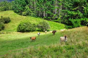 90-128 Makara Road, Inglewood