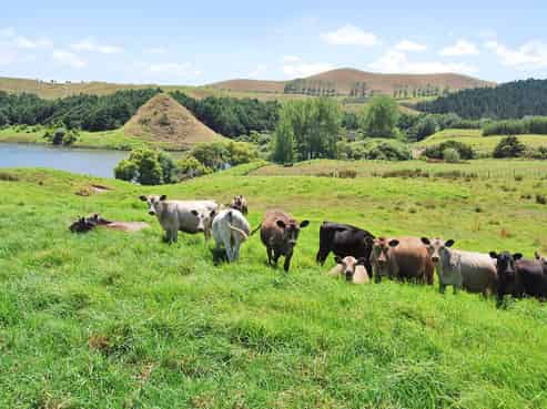 66 Manu Drive, Kaiwaka