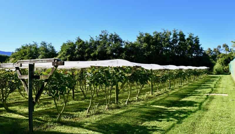 129 Oparara Road: Bakers Creek Orchard, 