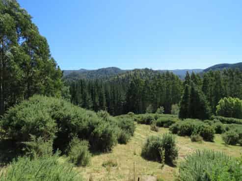 255 Glentui Bush Road, Glentui